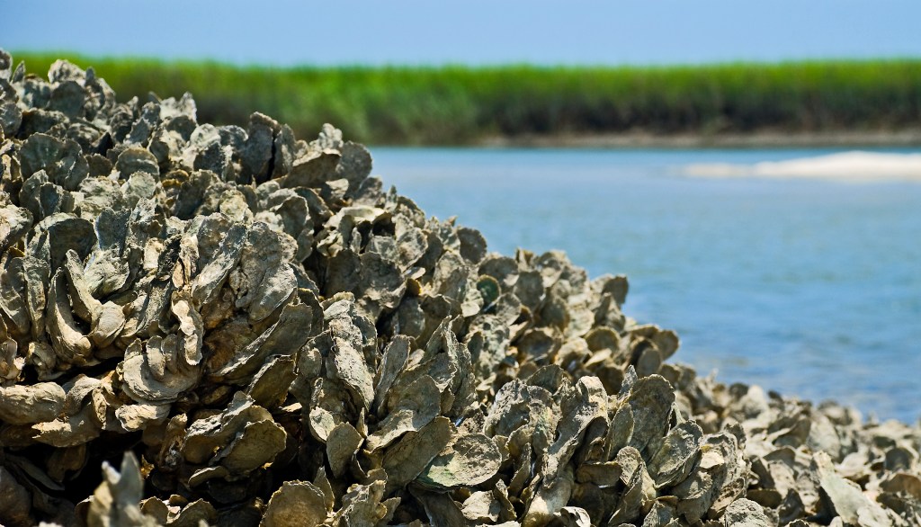 The Oyster Controversy